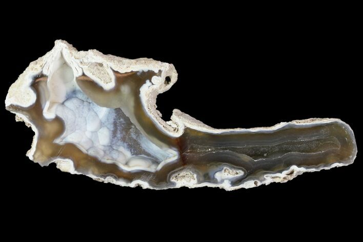 Agatized Fossil Coral Geode - Florida #82826